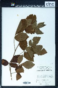 Schmaltzia allophyloides image