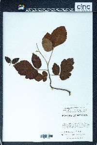 Schmaltzia allophyloides image