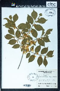 Lonicera maackii image