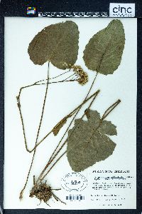 Psacalium goldsmithii image