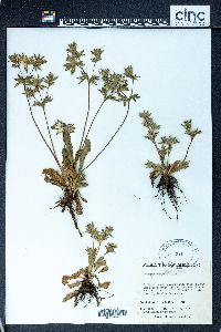 Eryngium carlinae image