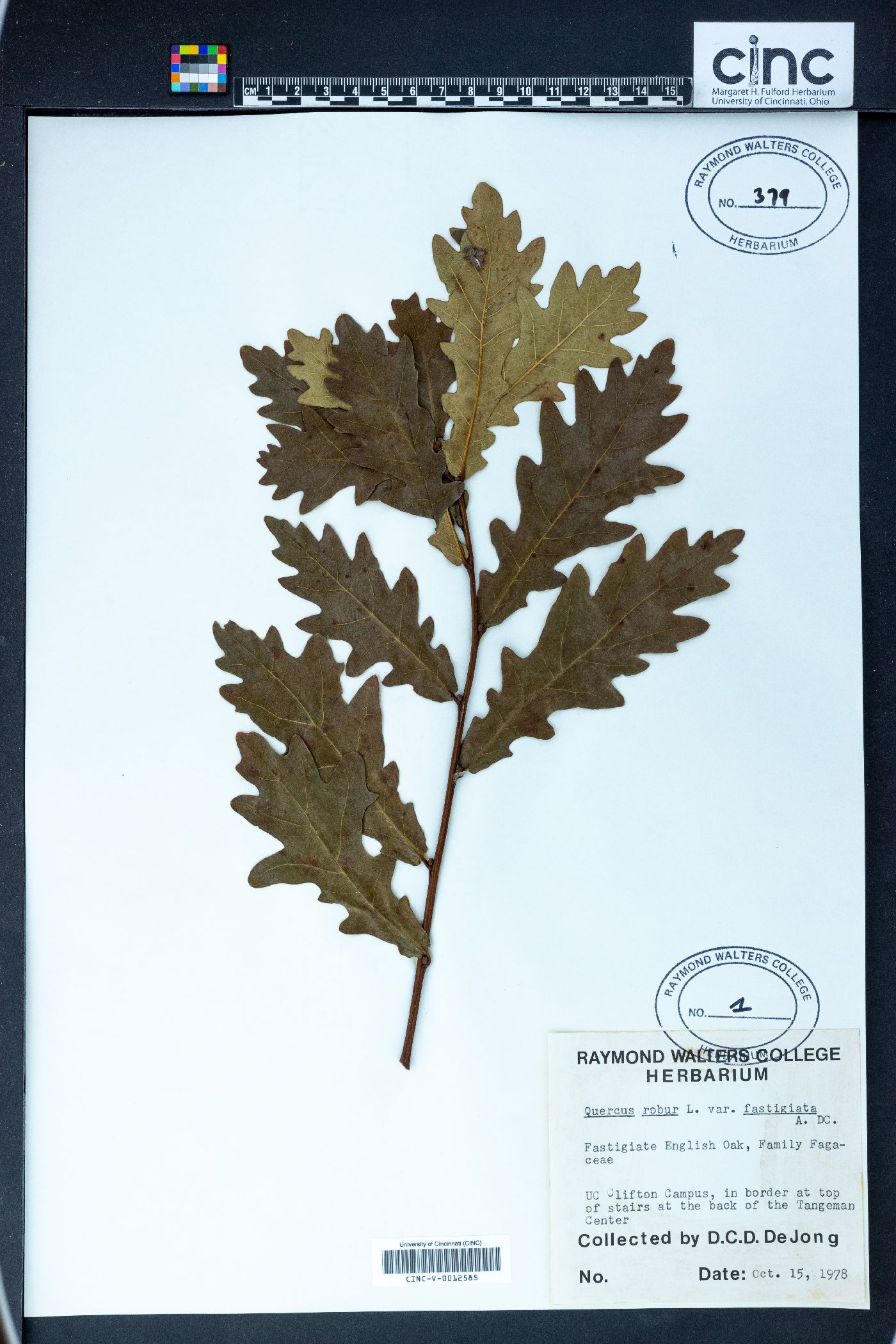 Quercus robur image