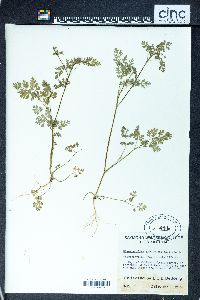 Chaerophyllum procumbens image