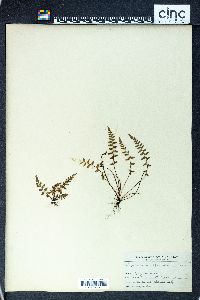 Asplenium bradleyi image