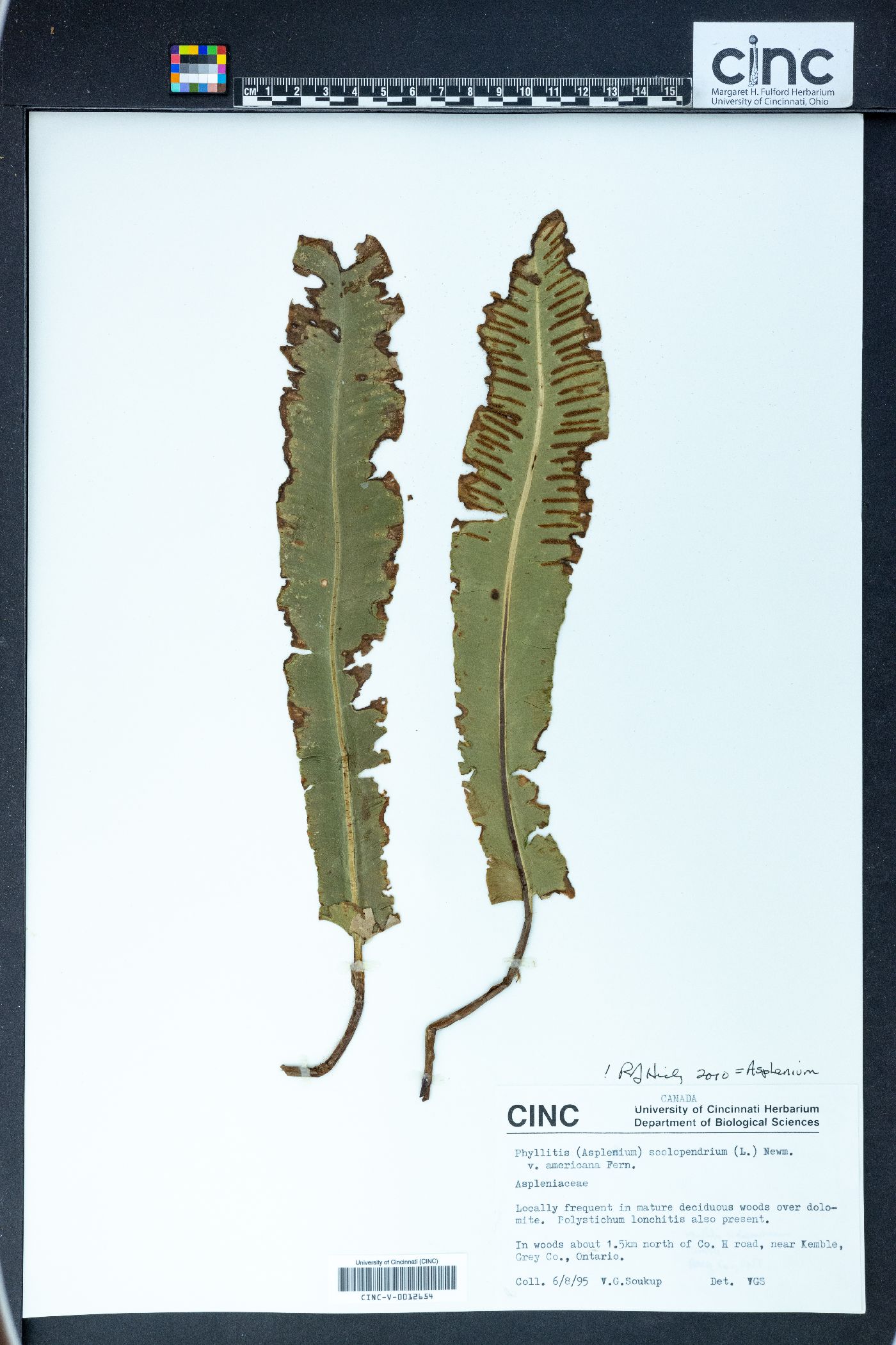 Phyllitis scolopendrium image