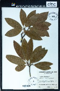 Magnolia virginiana image