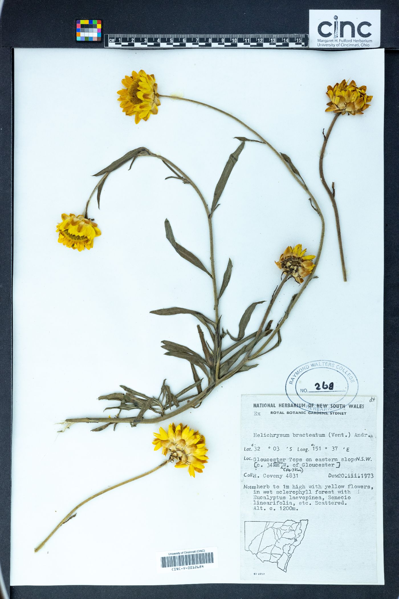 Helichrysum bracteatum image