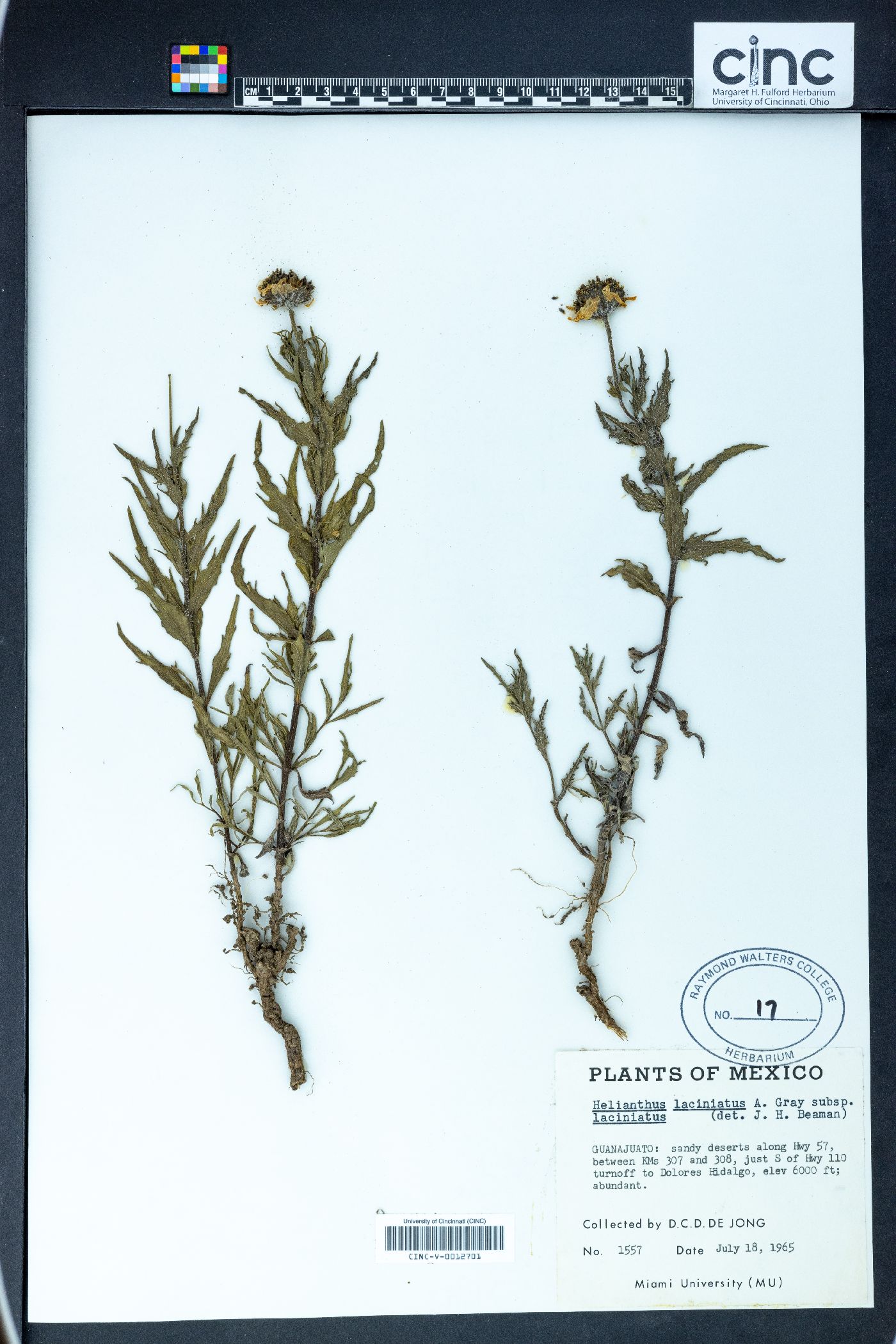 Helianthus laciniatus subsp. lacinatus image