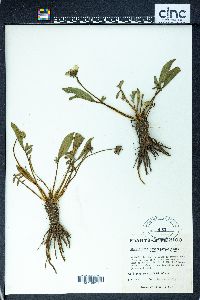 Chromolepis heterophylla image