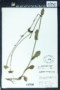 Erigeron basilobatus image