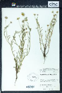 Erigeron versicolor image