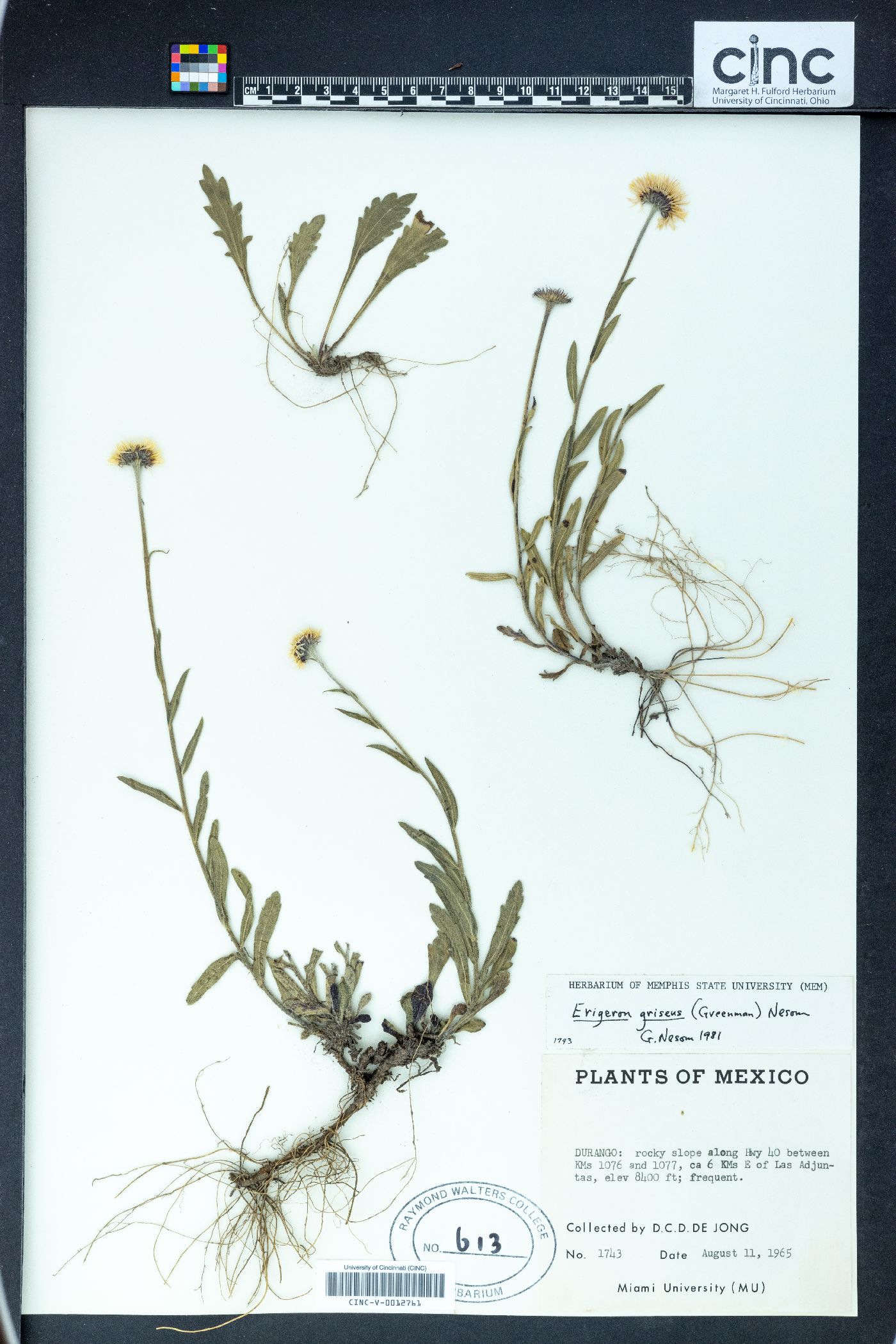 Erigeron griseus image