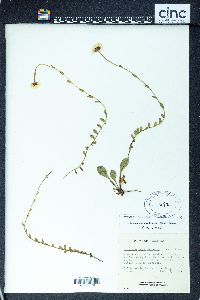 Image of Erigeron guatemalensis