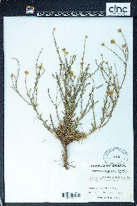 Xanthisma spinulosum image