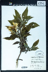 Tithonia calva image