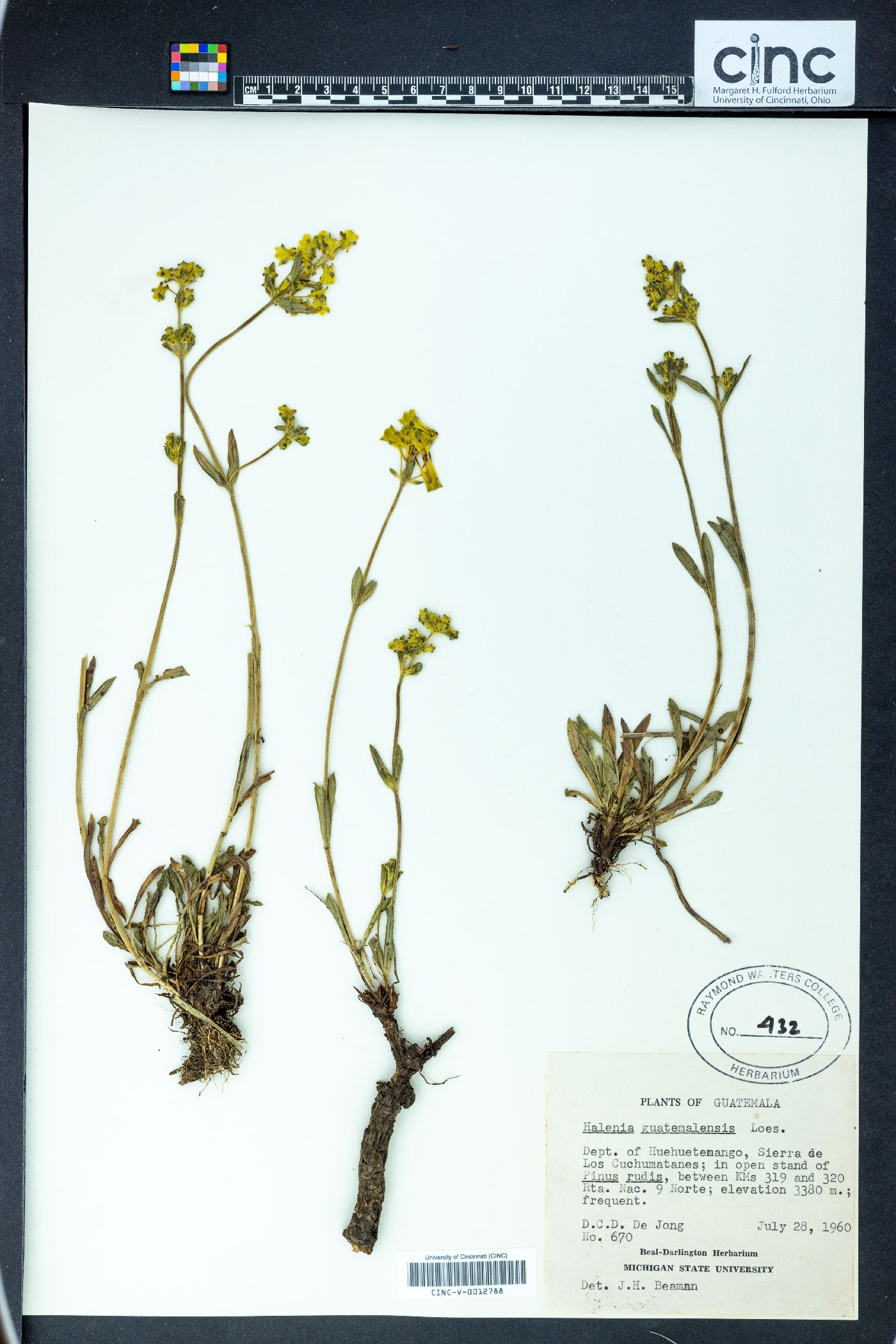 Halenia decumbens image