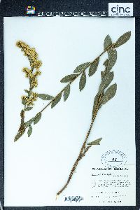 Solidago velutina image