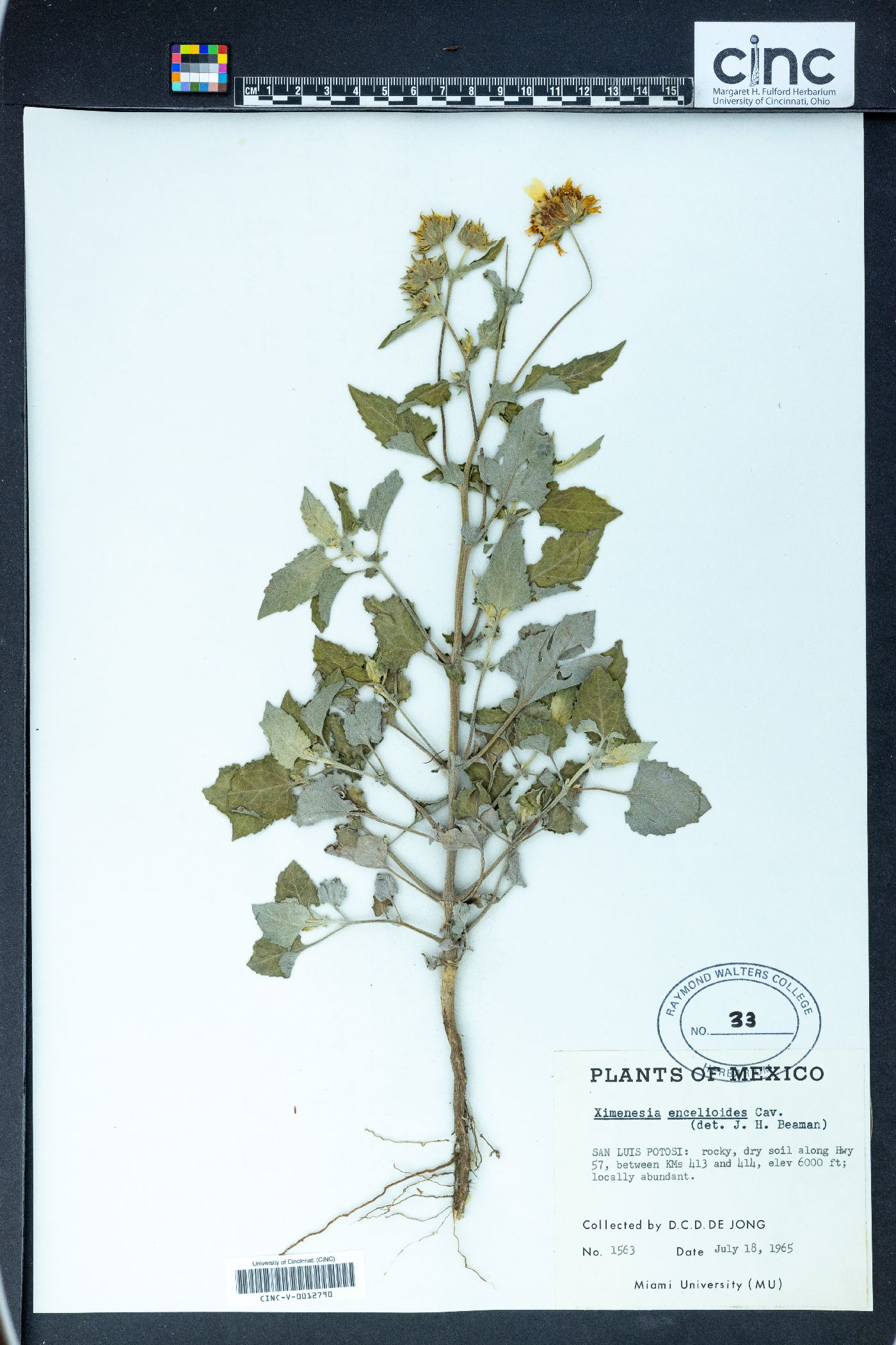 Verbesina encelioides subsp. encelioides image