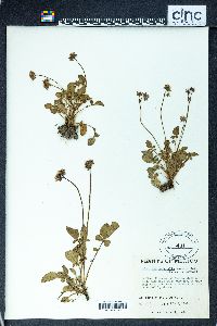 Valeriana pulchella image