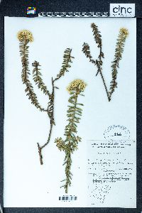 Image of Cassinia denticulata