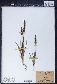 Plantago patagonica image