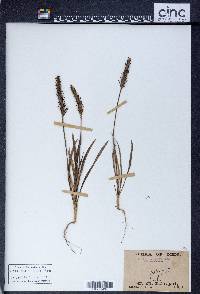 Plantago patagonica image