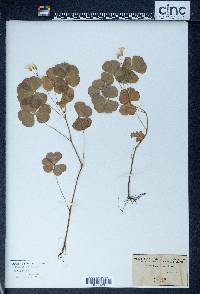 Oxalis corniculata image