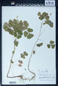 Oxalis grandis image