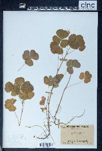 Oxalis florida image