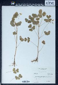 Oxalis grandis image