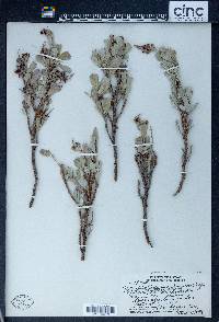 Geranium cuneatum var. hypoleucum image