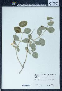 Lonicera dioica image