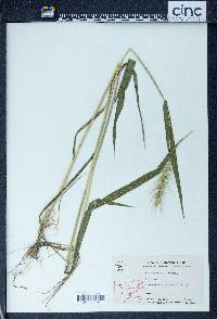 Elymus hystrix image