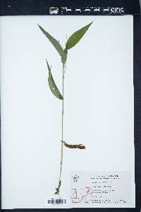 Panicum latifolium image