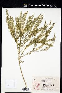 Lepidium densiflorum image