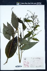 Hackelia virginiana image