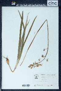 Camassia scilloides image