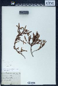 Leptecophylla juniperina image