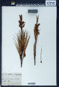 Dracophyllum longifolium image