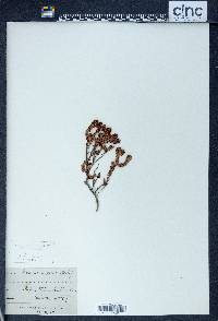 Epacris alpina image