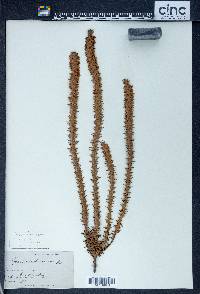 Epacris purpurascens image