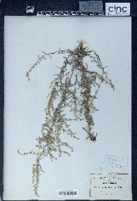 Artemisia revoluta image