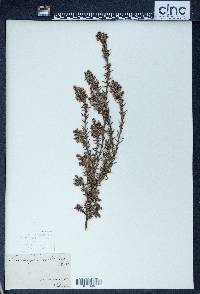 Leucopogon collinus image