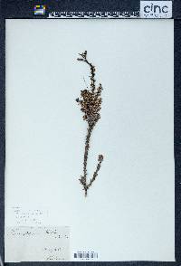 Leptecophylla parvifolia image
