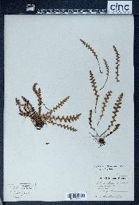 Ceterach officinarum image