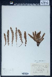 Ceterach officinarum image