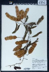 Acacia brevispica image