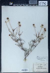 Gymnolomia tenuifolia image