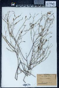 Porophyllum filifolium image