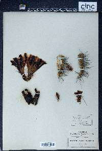 Cereus polyacanthus image